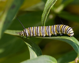monarch-caterpillar.jpg