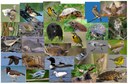 Wildlife Species Models