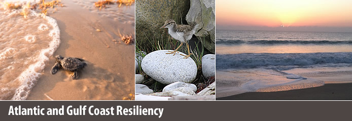Atlantic and Gulf Resiliency Collage